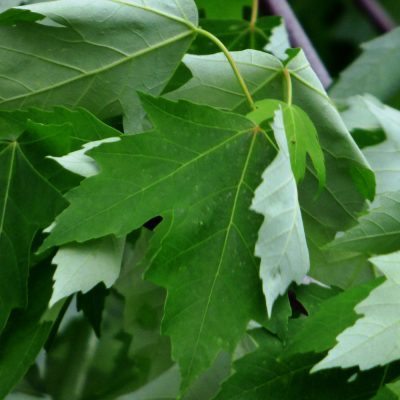 Silver Maple