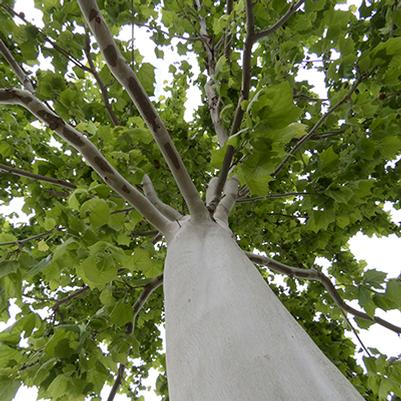 Silverwood™ Sycamore