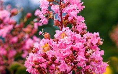 Sioux Crape Myrtle