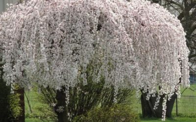 Snow Fountains® Weeping Cherry