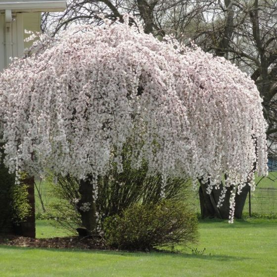 Snow Fountains® Weeping Cherry