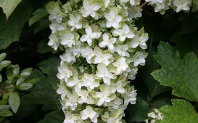 Snowflake Oakleaf Hydrangea