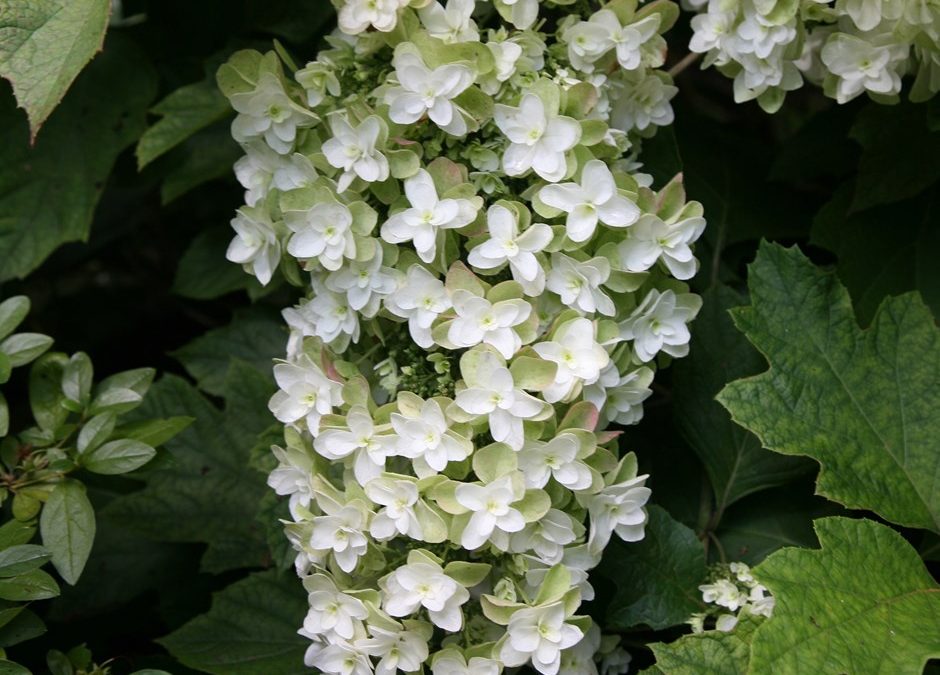 Snowflake Oakleaf Hydrangea