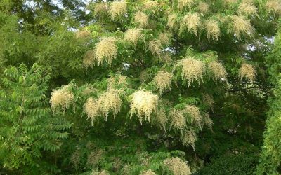 Sourwood Tree