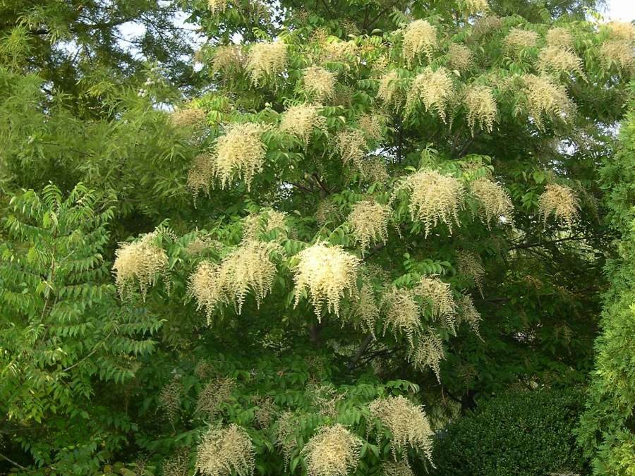 Sourwood Tree