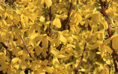 Spring Glory Forsythia