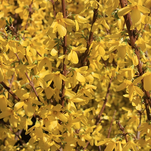 Spring Glory Forsythia