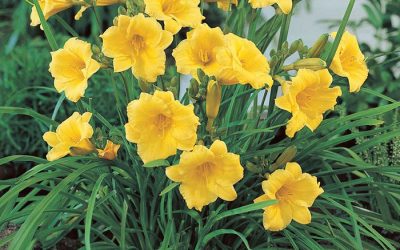 Stella D’Oro Daylily