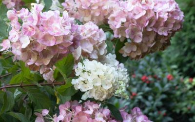 Strawberry Shake™ Hydrangea