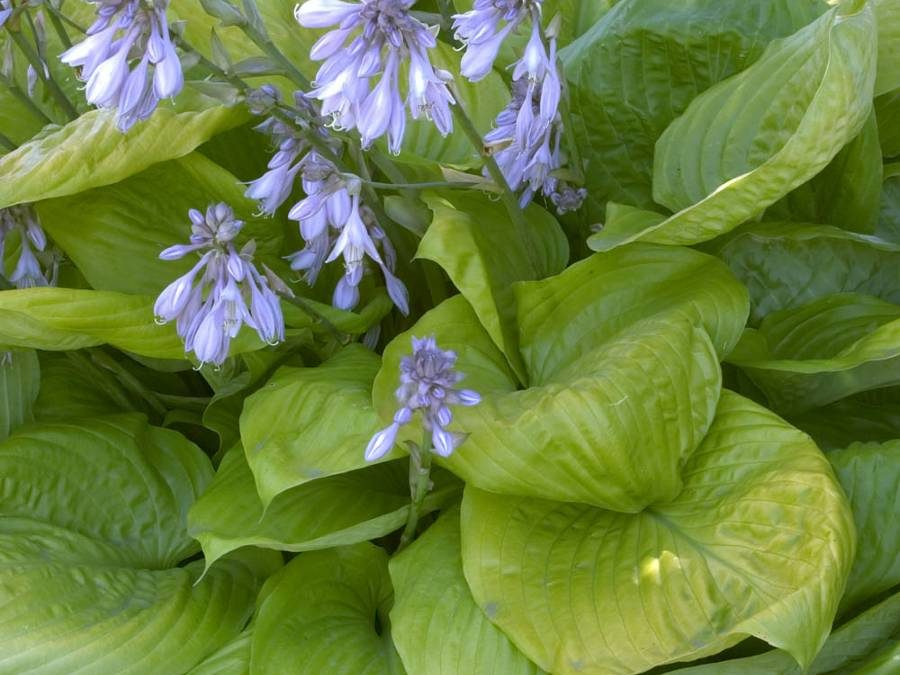 Sum & Substance Hosta