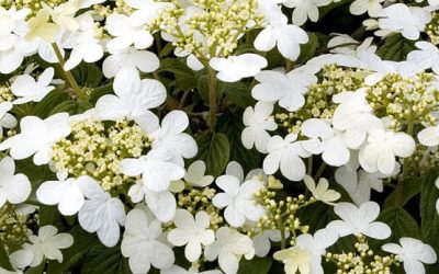 Summer Snowflake Doublefile Viburnum