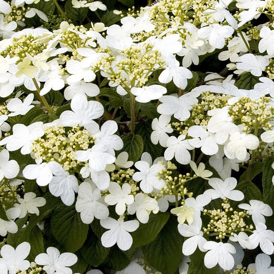 Summer Snowflake Doublefile Viburnum