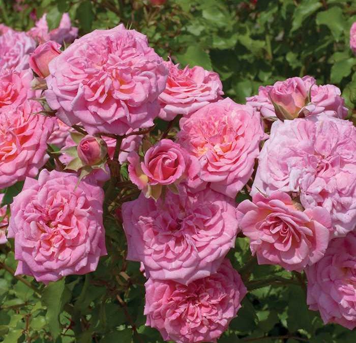 Sweet Drift® Groundcover Rose