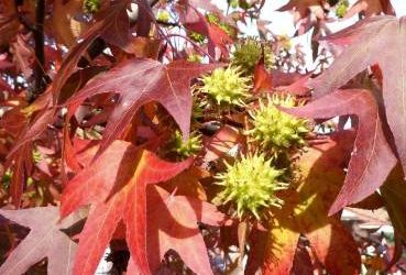 Sweetgum