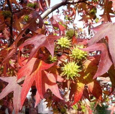 Sweetgum