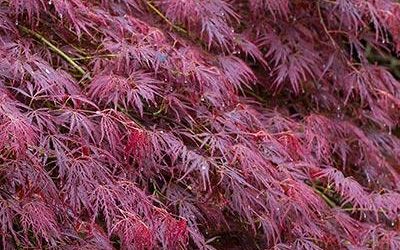 Tamukeyama Japanese Maple