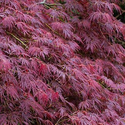 Tamukeyama Japanese Maple