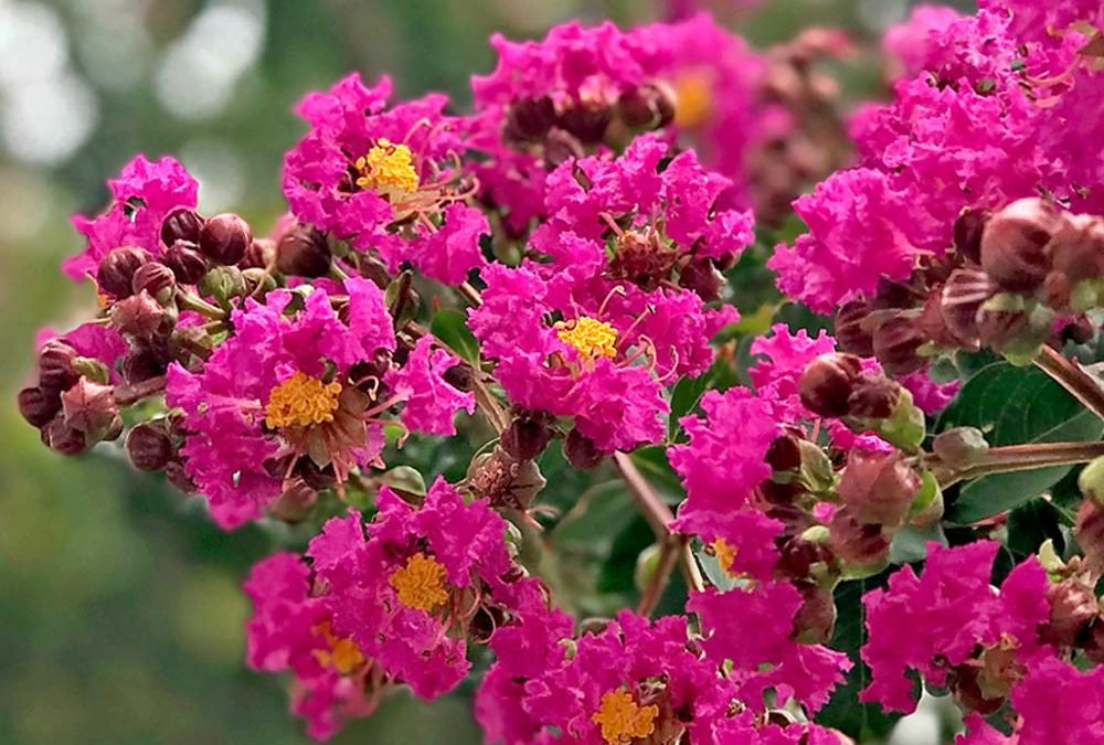 Tonto Crape Myrtle