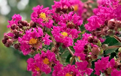 Tonto Crape Myrtle