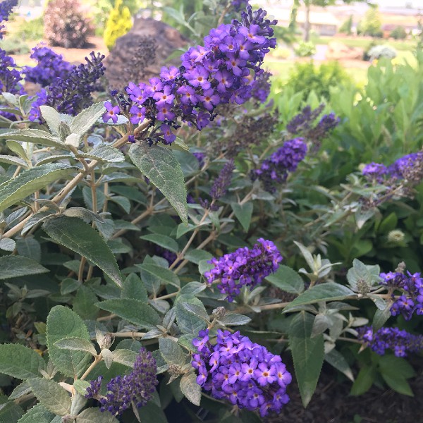 True Blue Butterfly Bush PP25708