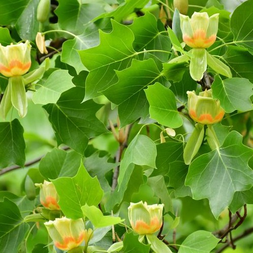 Tulip Poplar