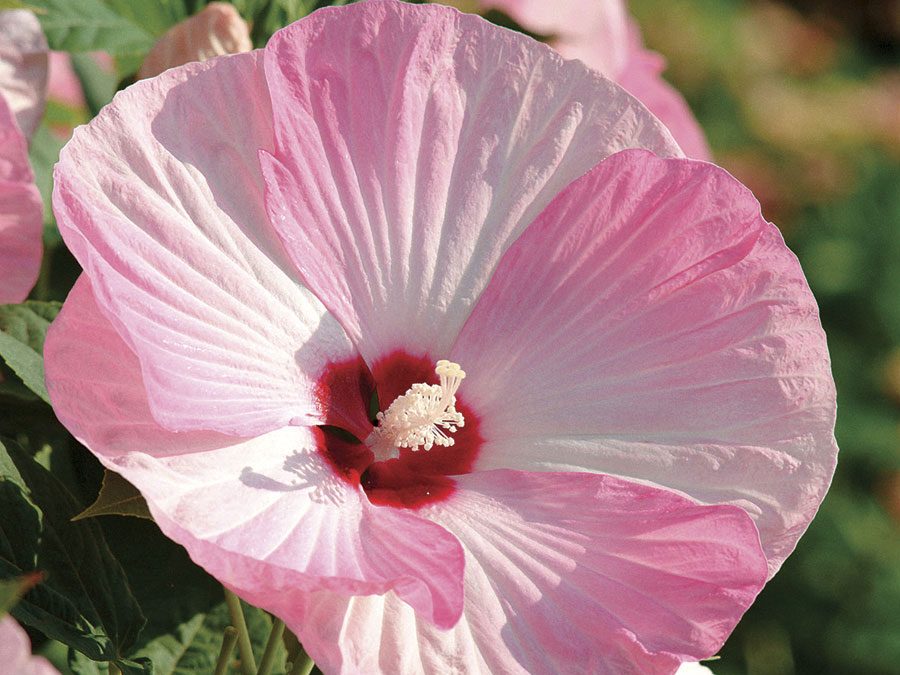 Turn of the Century Hardy Hibiscus