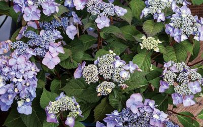 Endless Summer® Twist ‘N Shout™ Hydrangea