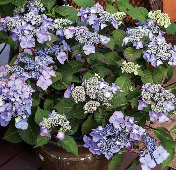 Endless Summer® Twist ‘N Shout™ Hydrangea