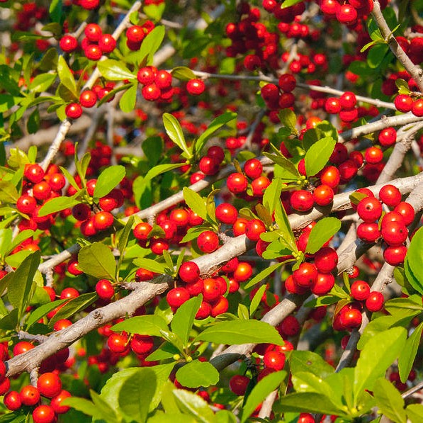 Pride of Houston Yaupon Holly