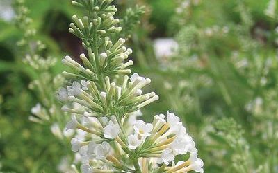 Vanilla Treat™ Butterfly Bush