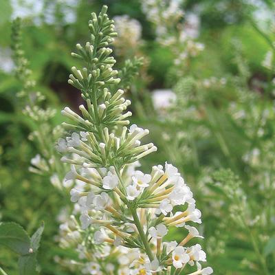 Vanilla Treat™ Butterfly Bush