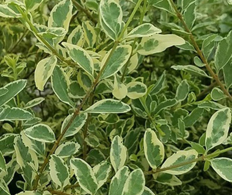 Variegated Privet