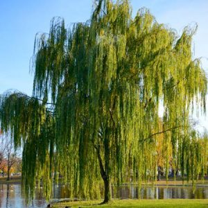 Wisconsin Weeping Willow | Duncan Nursery