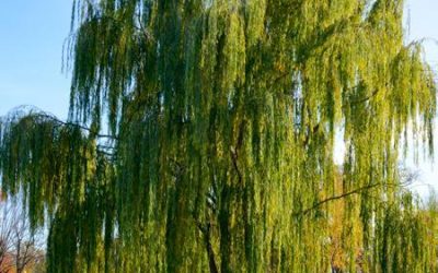 Wisconsin Weeping Willow