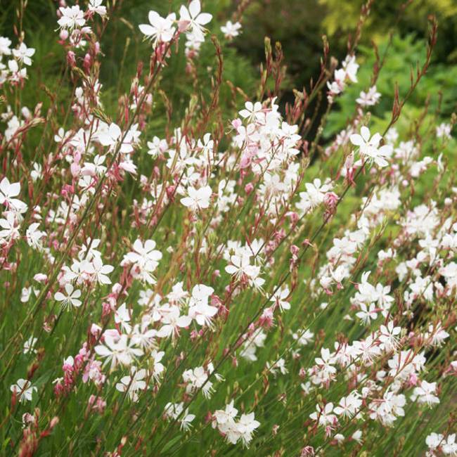 Whirling Butterflies Gaura