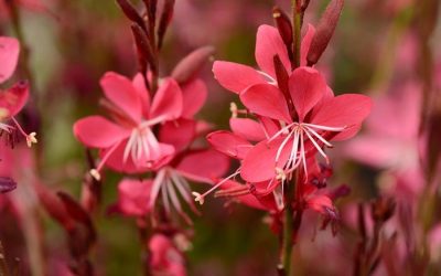 Whiskers Deep Rose Gaura