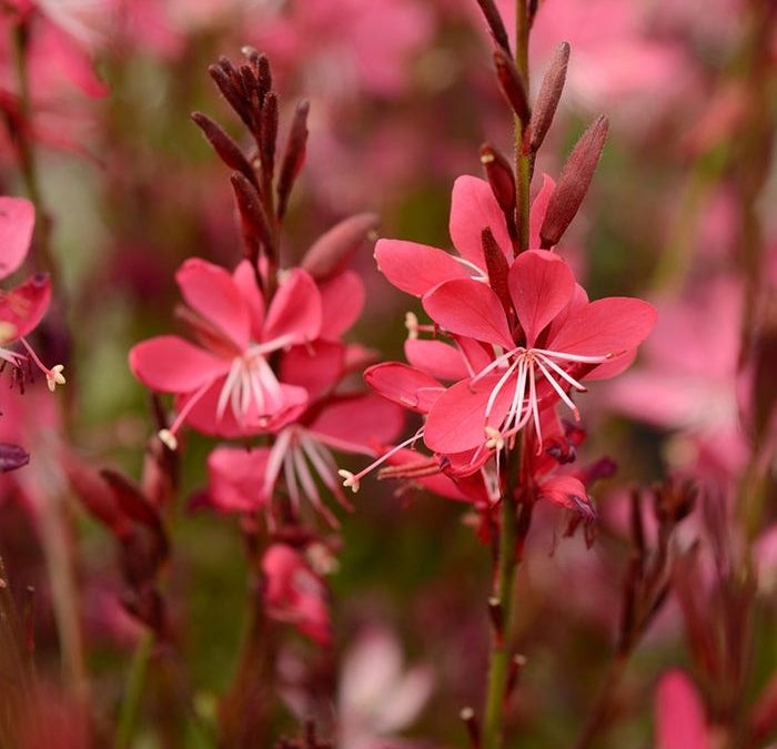 Whiskers Deep Rose Gaura