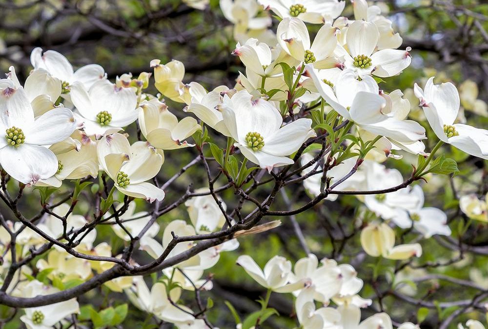 White Dogwood