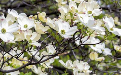 White Dogwood