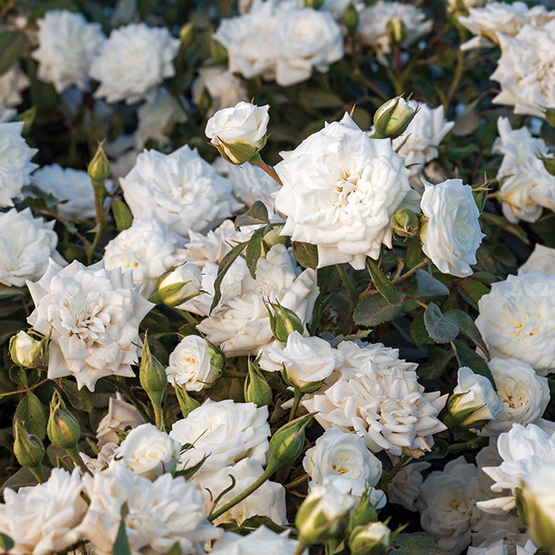 White Drift® Rose