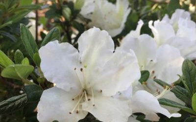 White Nobility™ ReBLOOM™ Azalea