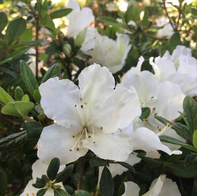 White Nobility™ ReBLOOM™ Azalea