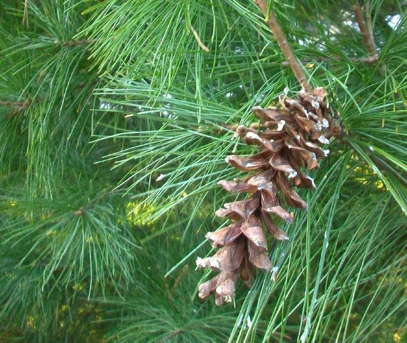 Eastern White Pine