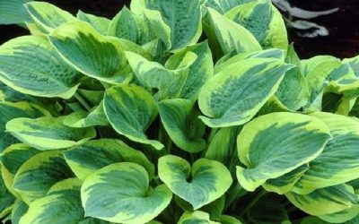 Wide Brim Hosta