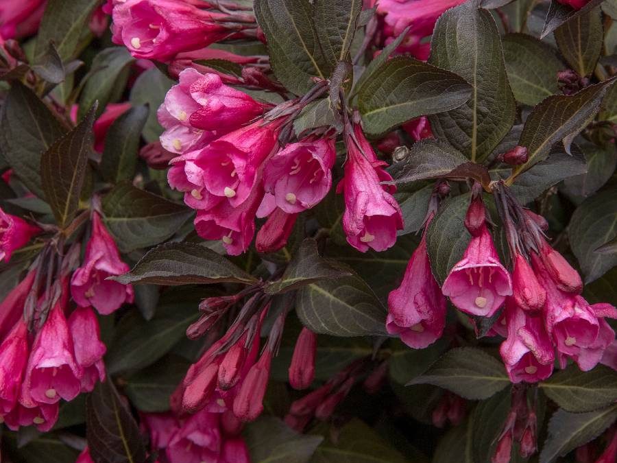 Wine & Roses® Weigela