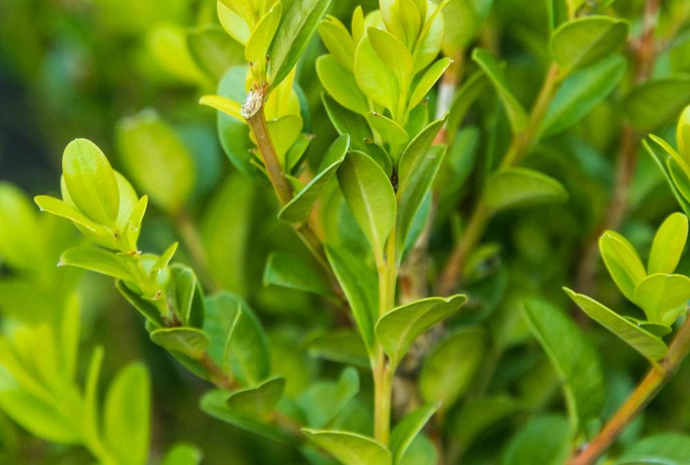 Winter Gem Boxwood