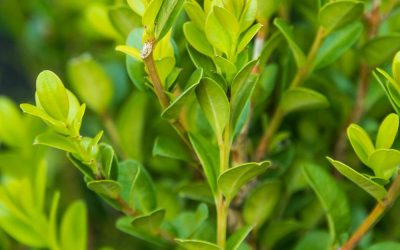 Winter Gem Boxwood