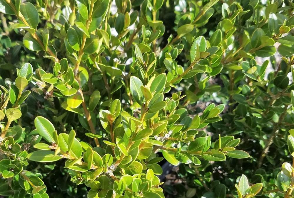 Wintergreen Boxwood