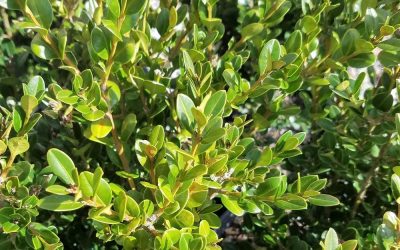 Wintergreen Boxwood