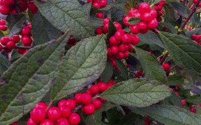 Winter Red Winterberry